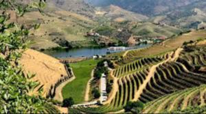 Séance du jeudi 15 janvier: les vins portugais