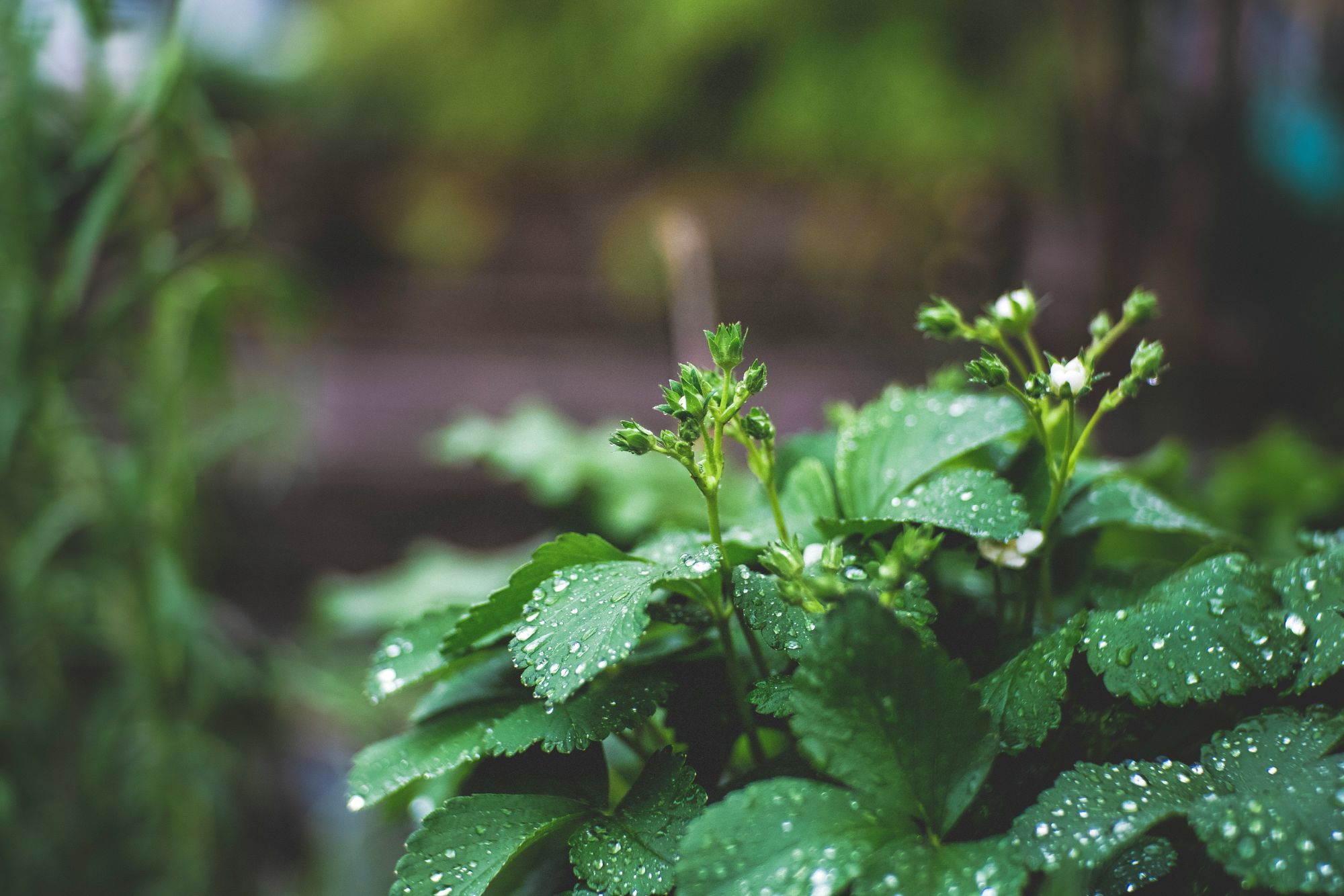 Conférence :  plantes et sécheresse