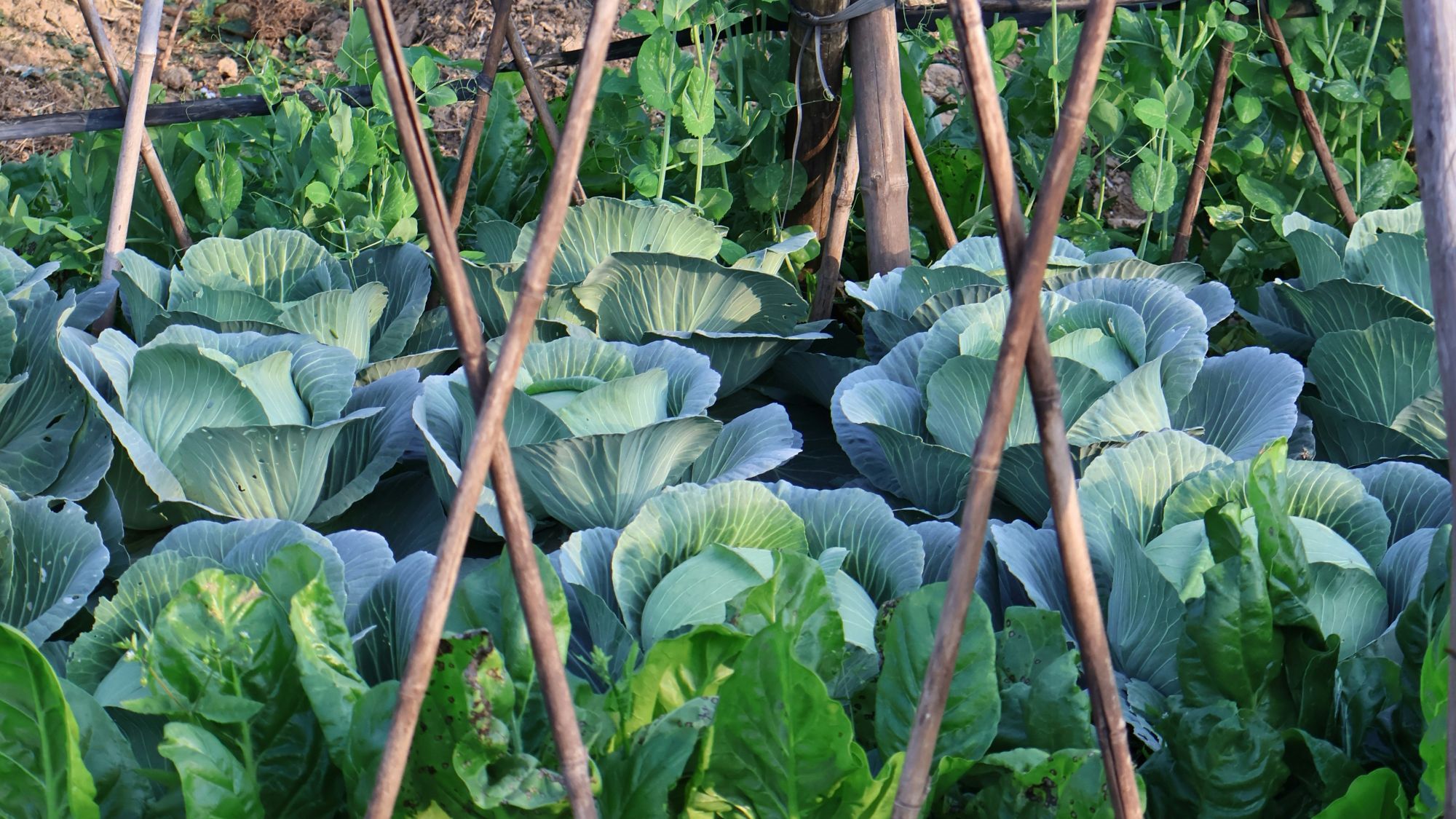 Atelier :  Préparer son jardin pour l’automne 23/09/26