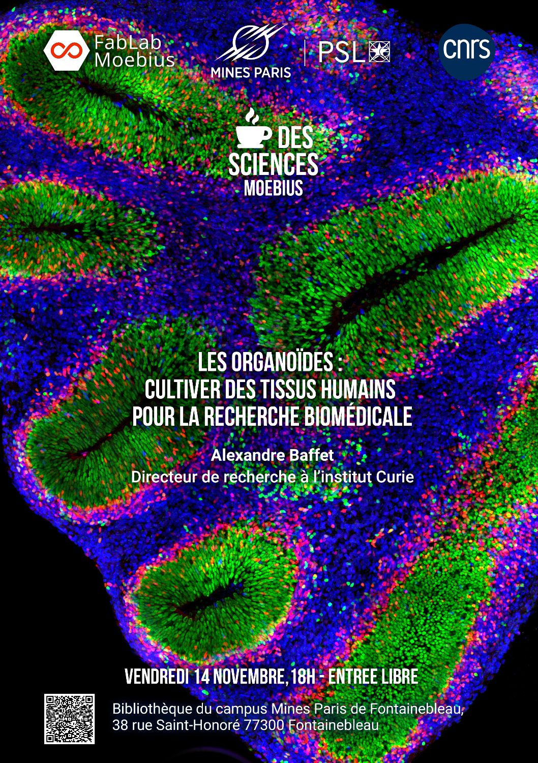 Les organoïdes : cultiver des tissus humains pour la recherche biomédicale