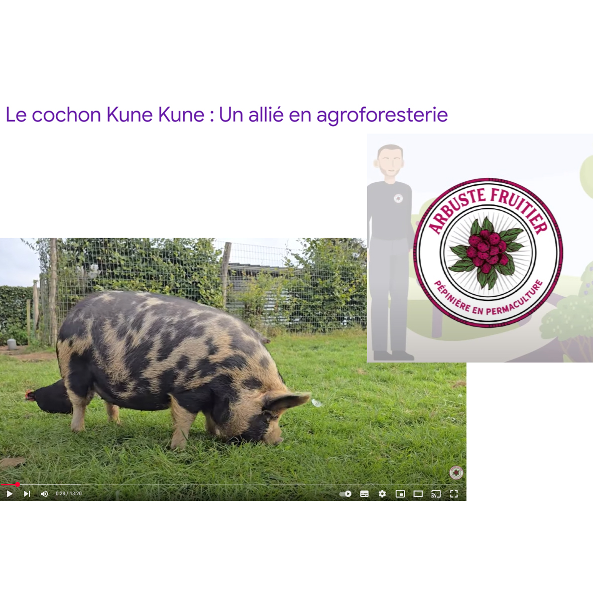 Kune Kune