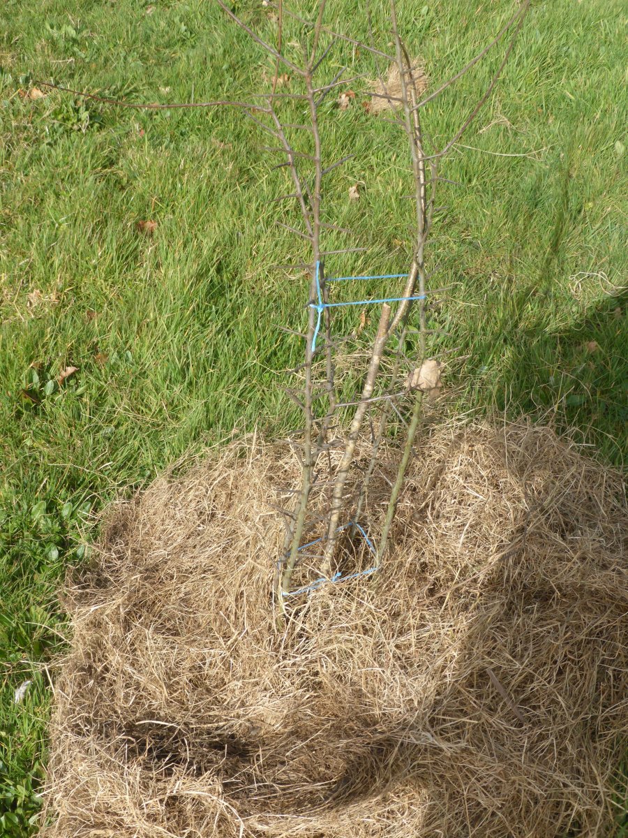 Exemple d'une protection avec des branches épineuses de prunellier