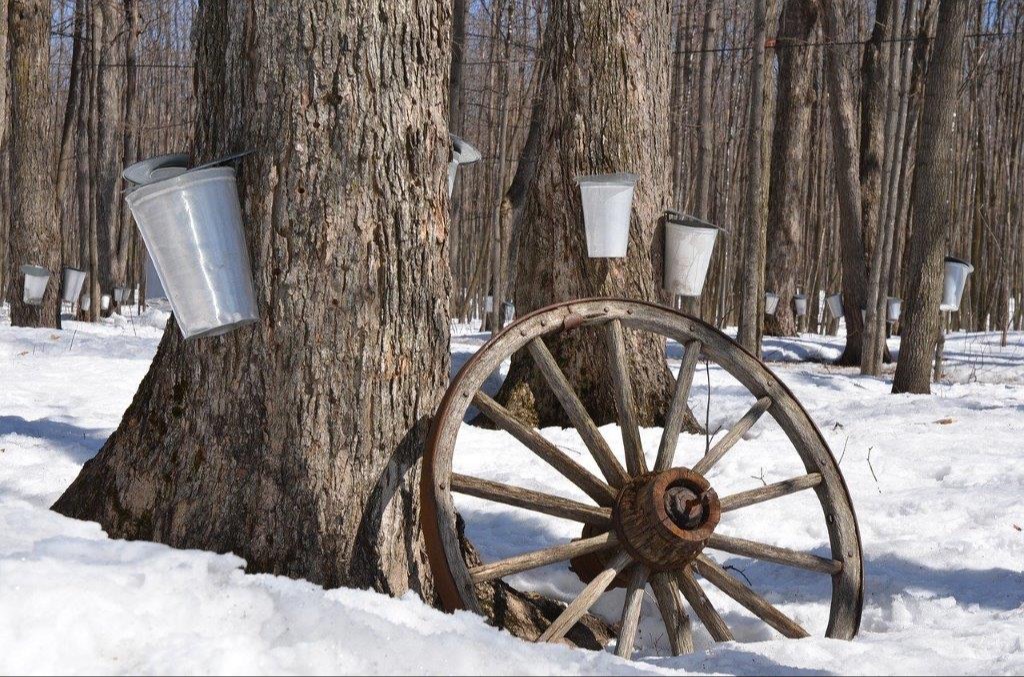“Sugar Shack Night” with Alumni of Canadian Universities