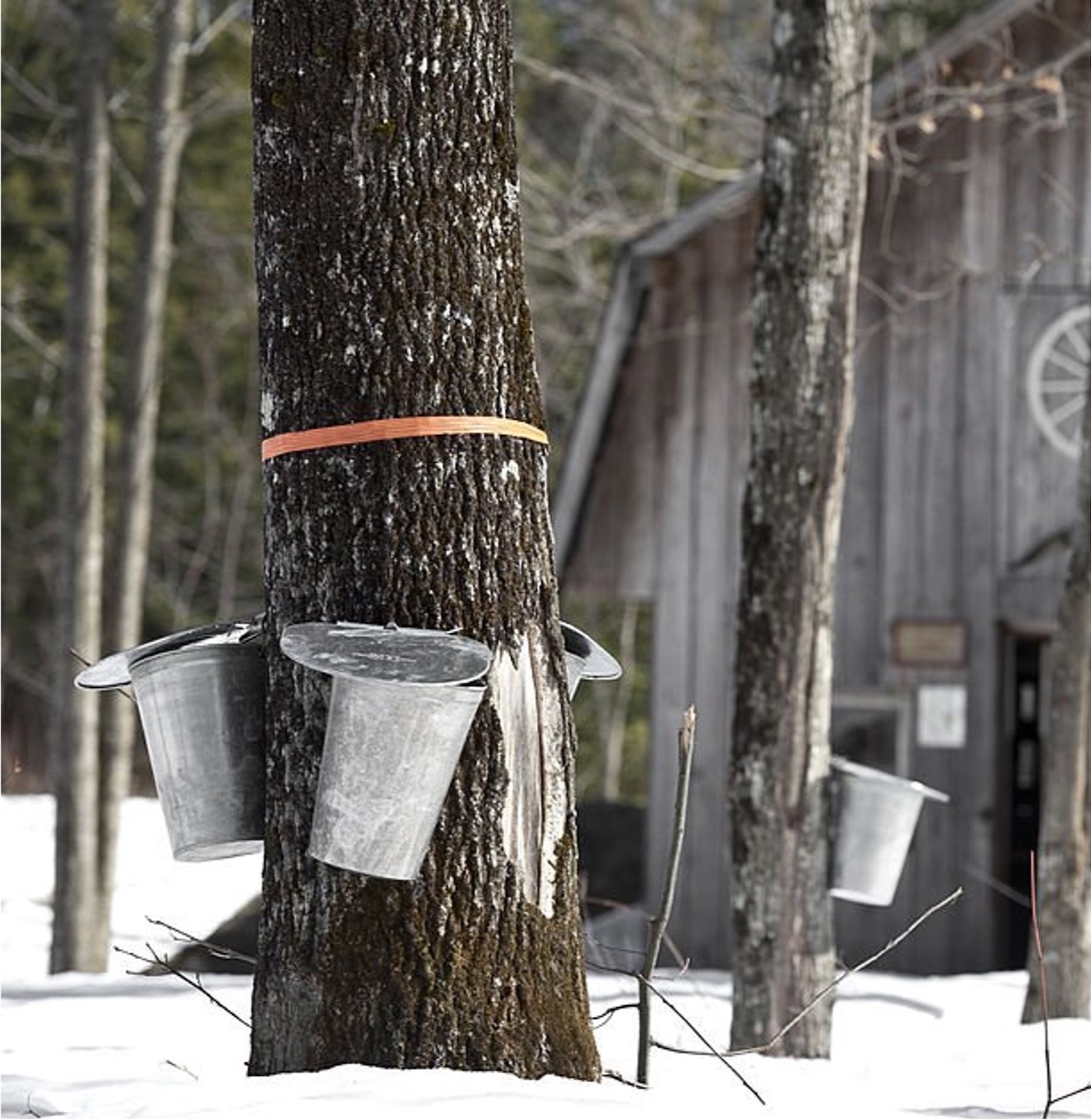 Canada University Graduate Circle 2025 Sugar Shack