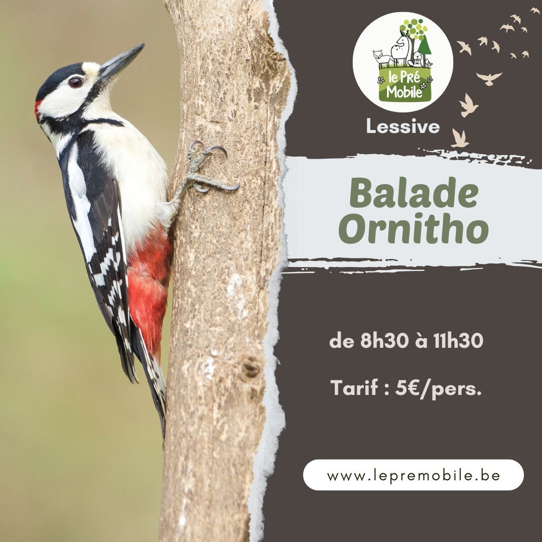 Sortie Ornitho : à la découverte des pics de la héronnerie