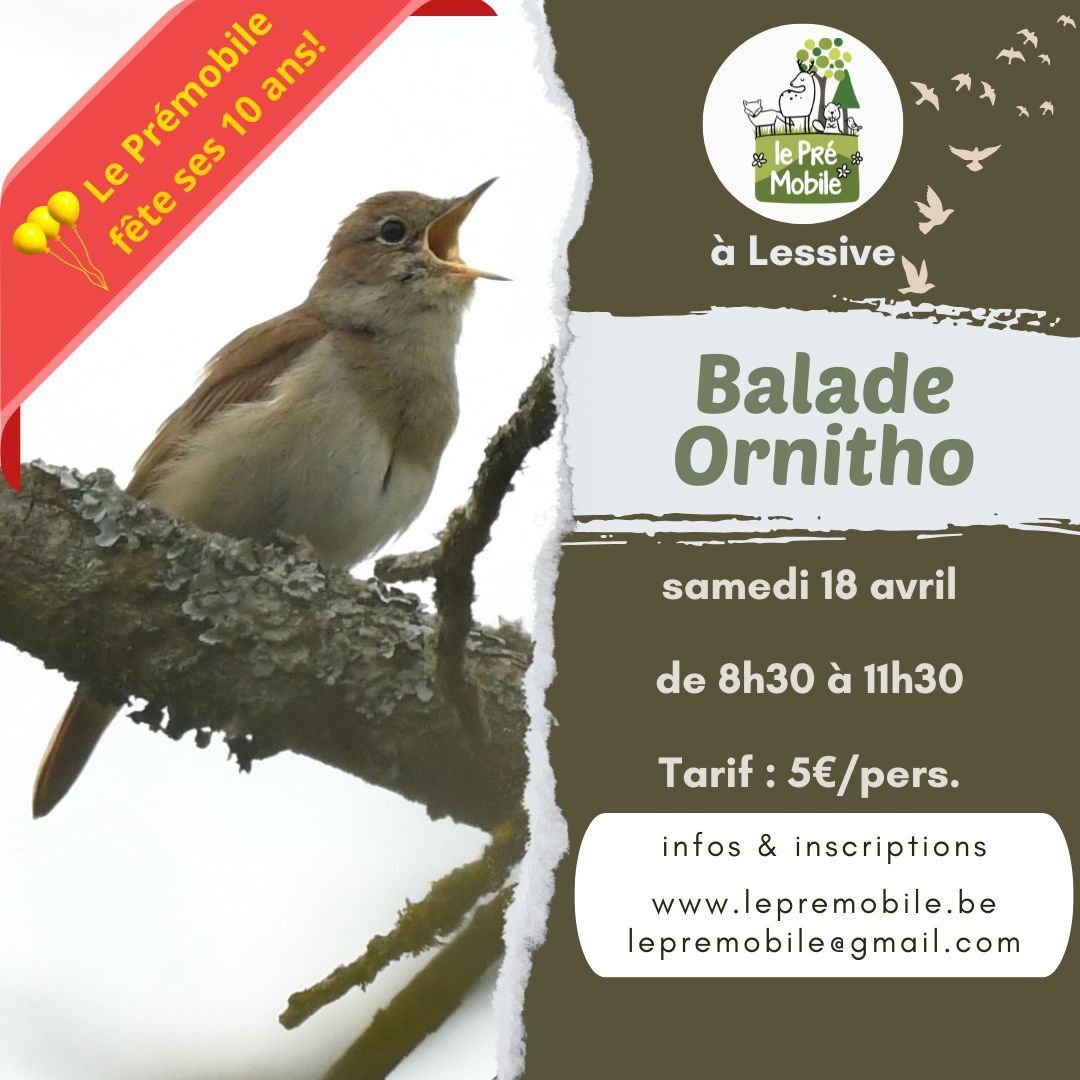 Sortie ornitho: à la découverte des premiers chanteurs