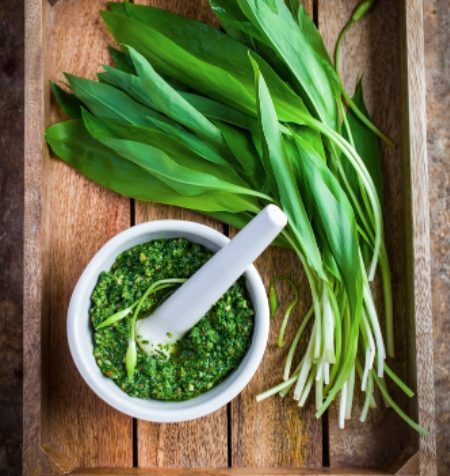 balade et cueillette de l'ail des ours