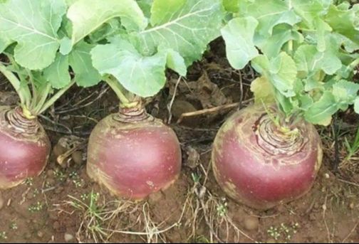 Le rutabaga, bienfaits et culture
