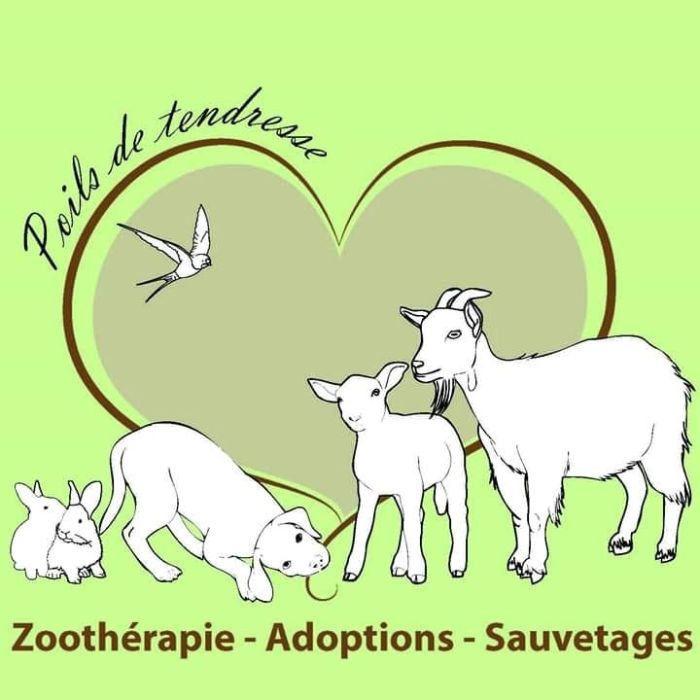 Logo Poils de Tendresse