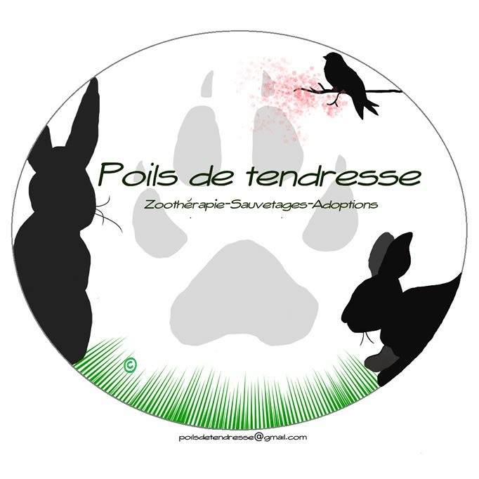 Logo Poils de Tendresse
