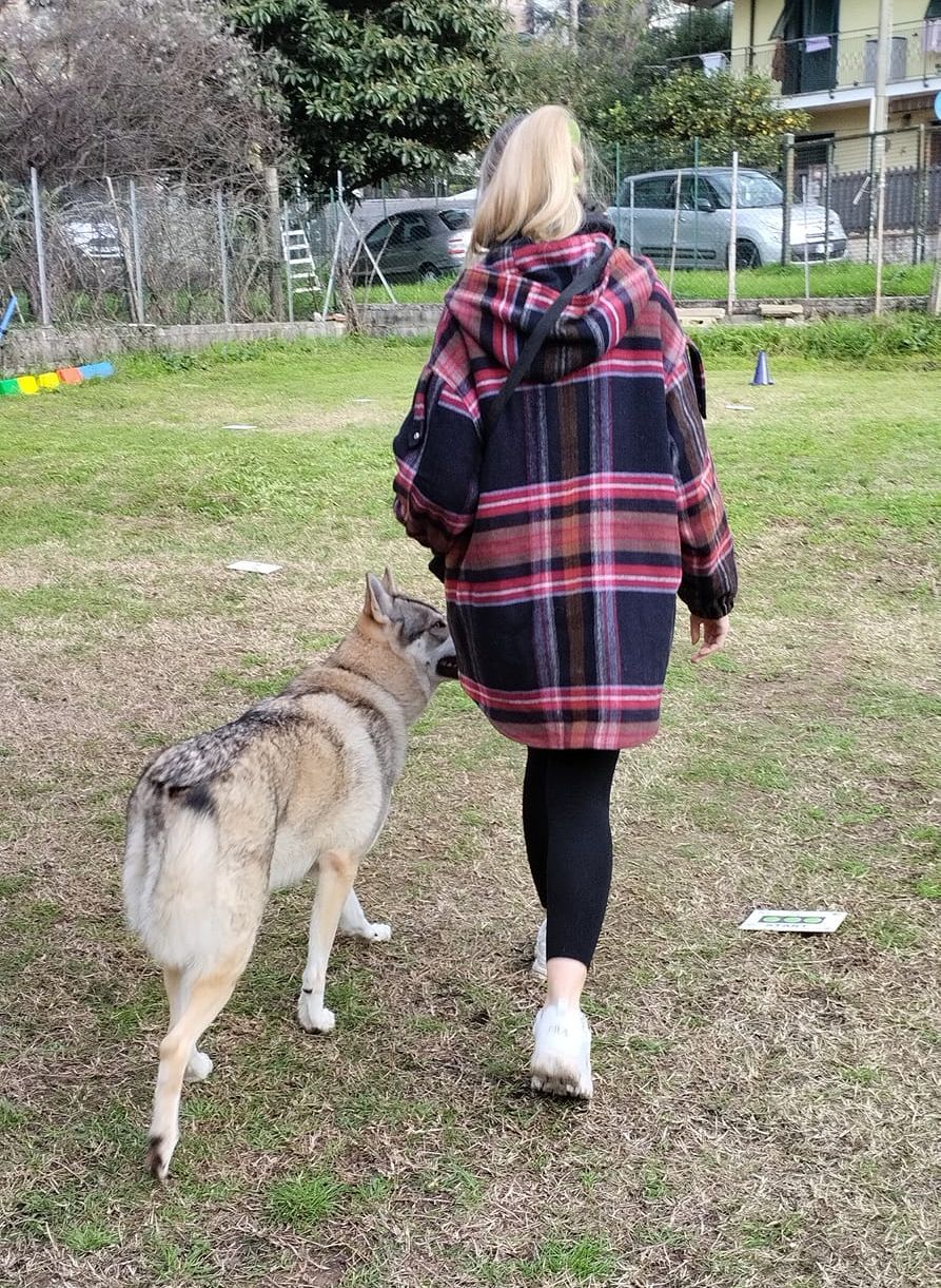 RALLY OBEDIENCE