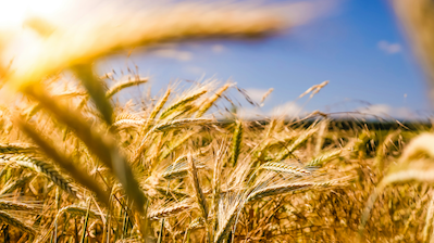 (Reporté !) Soirée Du Grain à Moudre