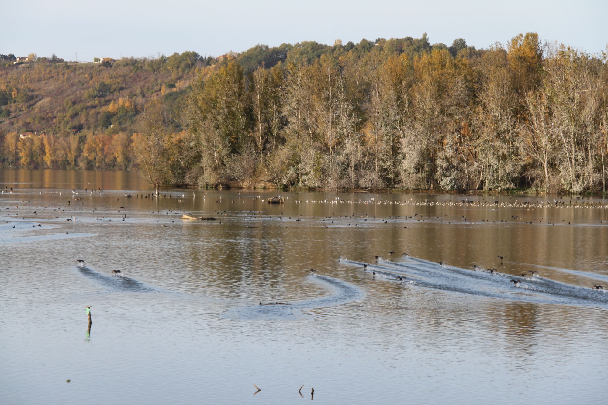 Comptage Wetlands 2026