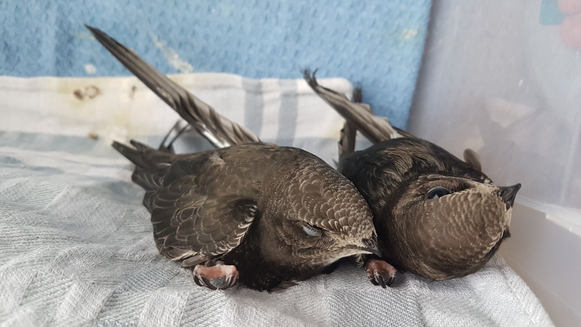Apprendre à soigner les animaux sauvages pendant leur séjour en centre
