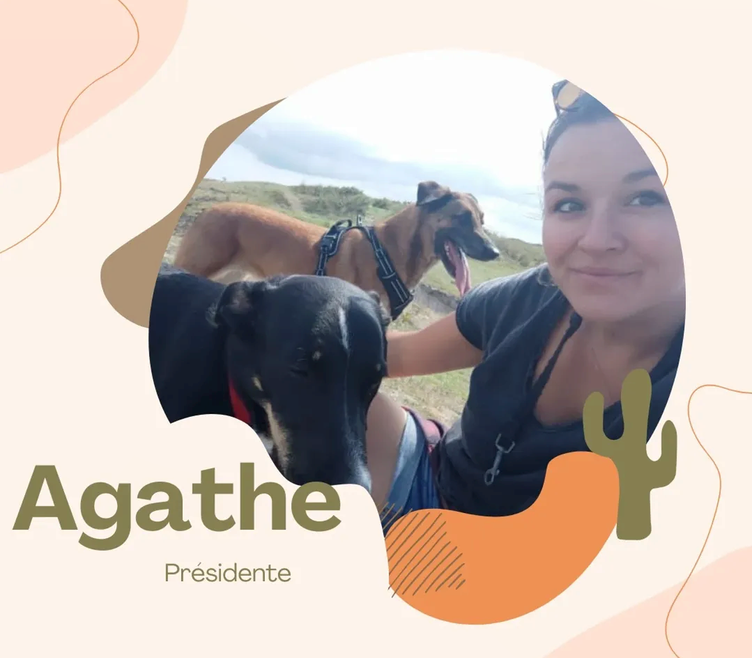 Articles - Vignette