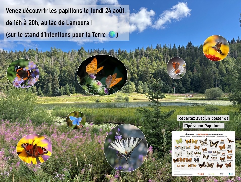APÉROS DU LAC DE LAMOURA - ANIMATION PAPILLONS