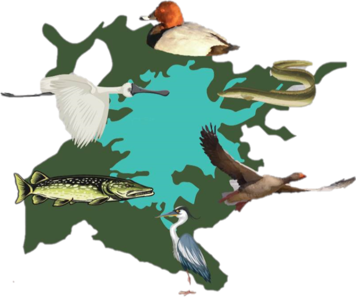 Logo Association des Sauvaginiers du Lac de Grand Lieu
