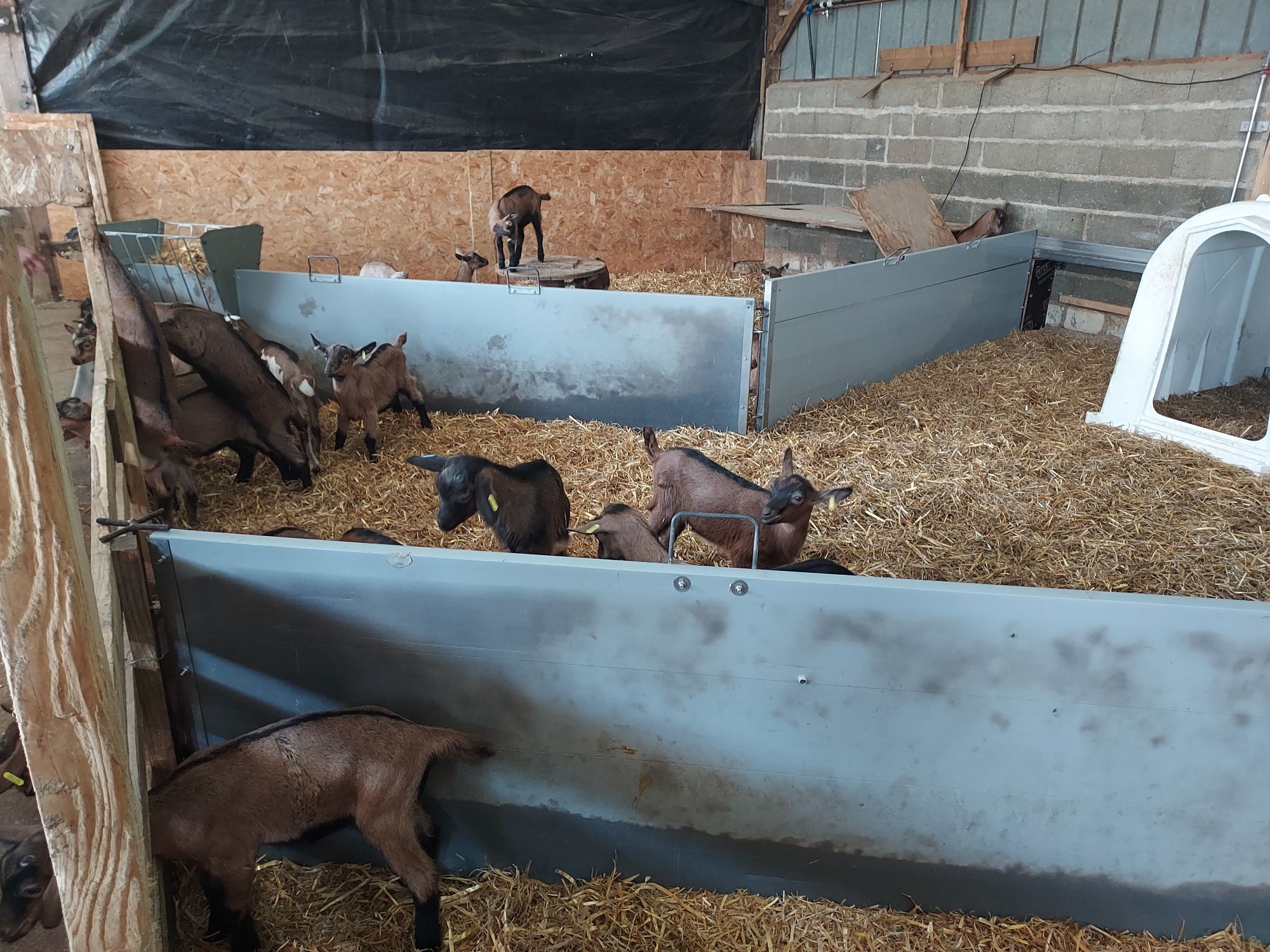 La Campagne à bras ouverts - La chèvrie