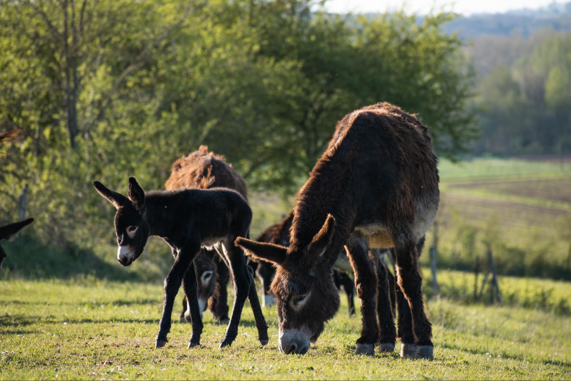 Accueil Paysan: un après-midi à la campagne au milieu des animaux