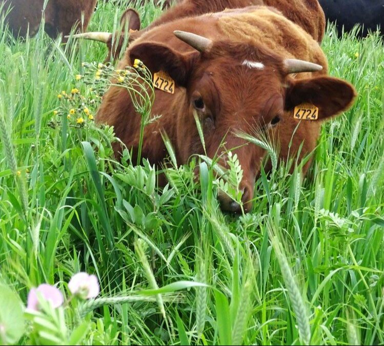 Campagne à bras ouverts : Les genissons dans l’courtil