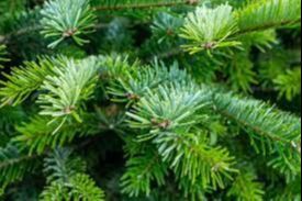 Vente sapins de Noël 2024 Club des jeunes de Mouzillon