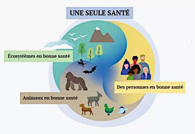 Description de l’image