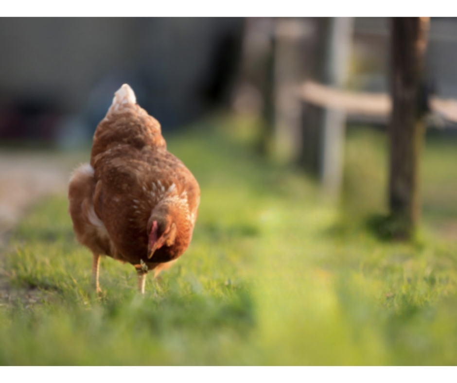 poules et jardin