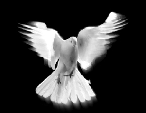 Logo Spirit Nevers Dies