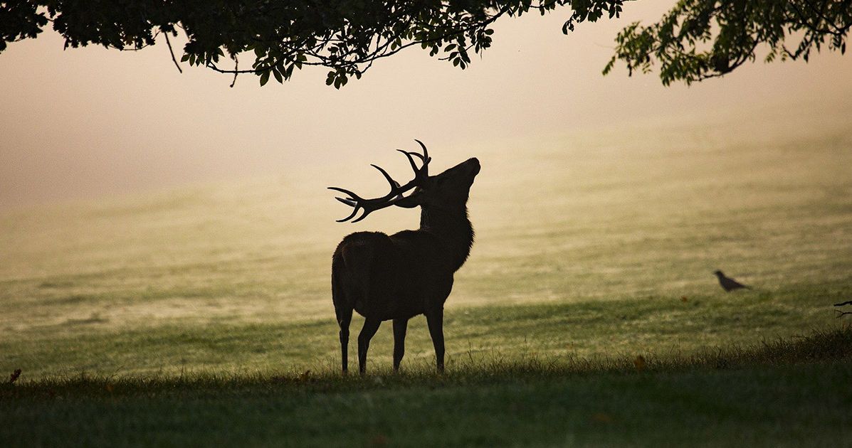 Faune - Brâme du Cerf - 2