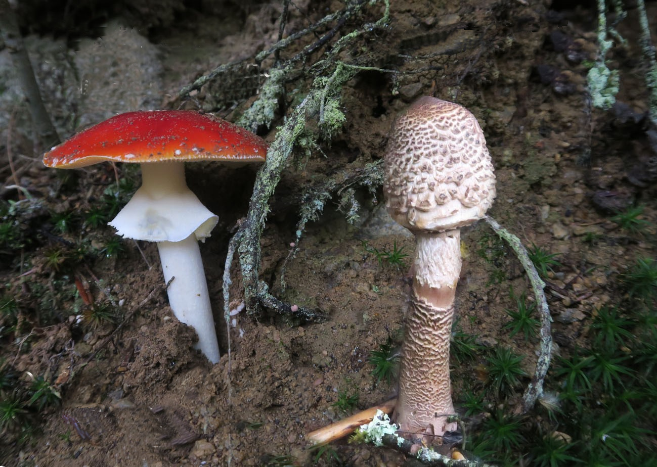 Mycologie - Balade à la découverte des champignons