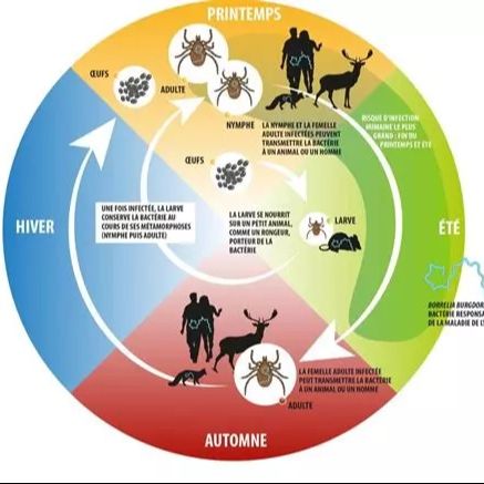 Zoonoses ou Tiques et Cie