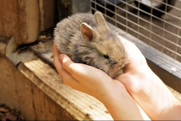 Les animaux de la ferme en Ardenne