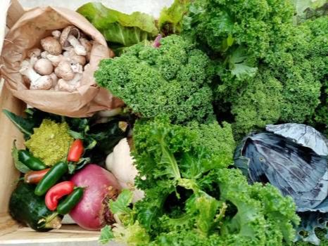 L'environnement d'abord = permaculture et champignonnière - 1ère visite