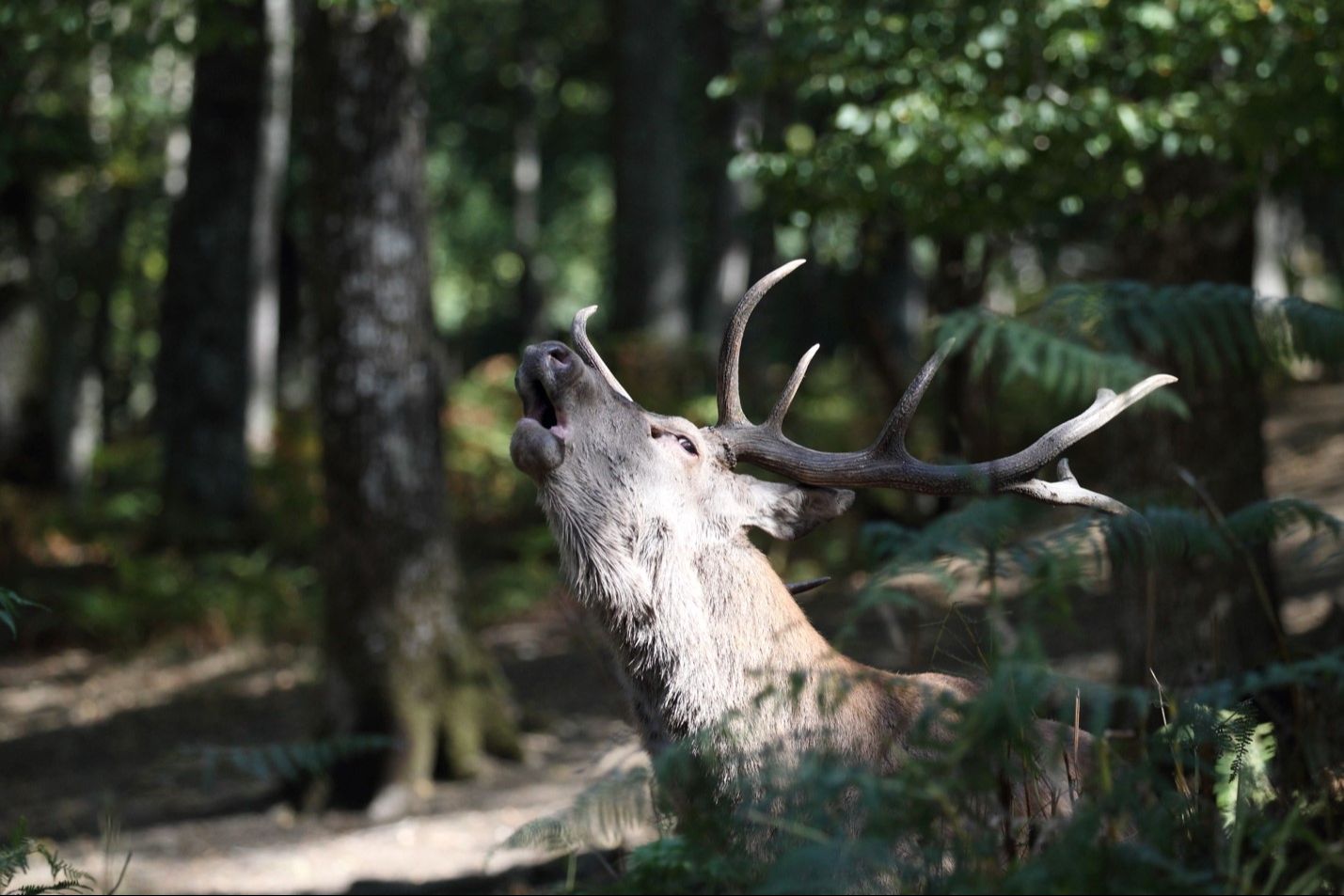 Soirée brâme du Cerf en pleine nature