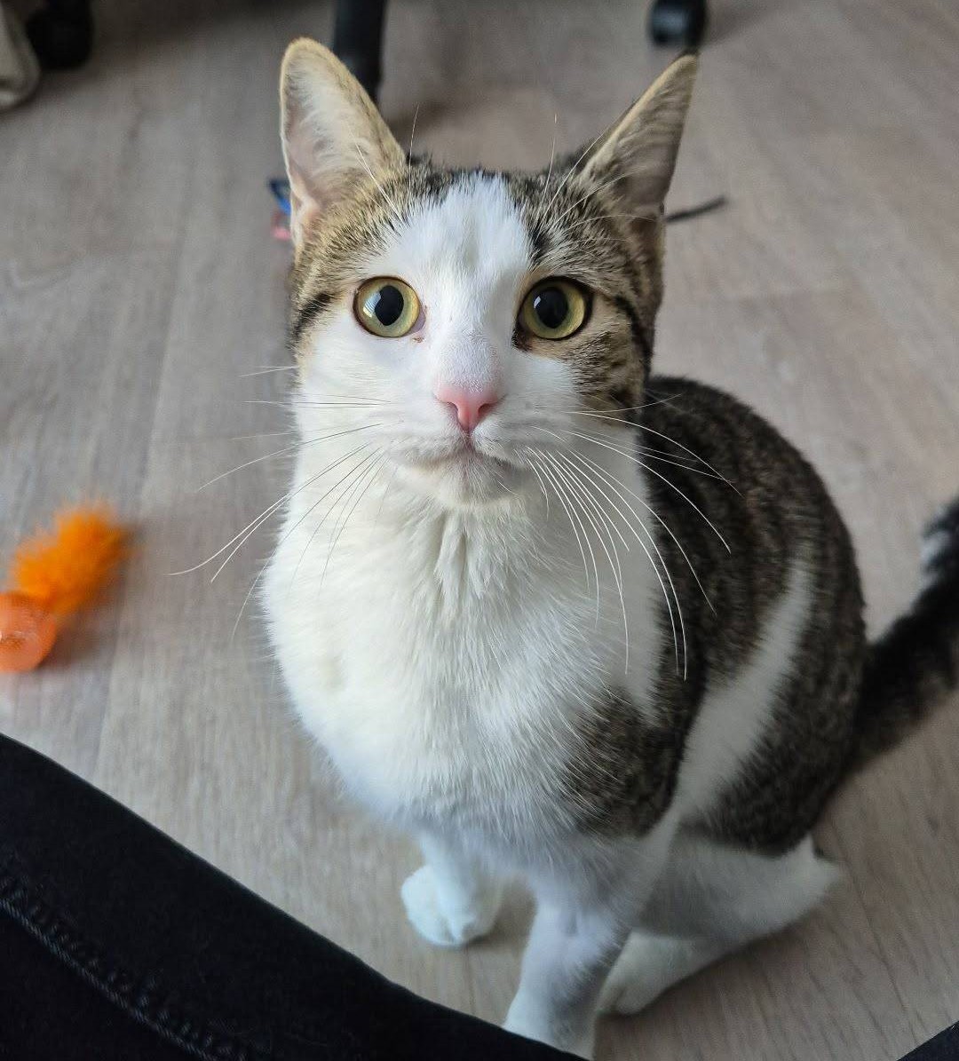 Xena chat à adopter