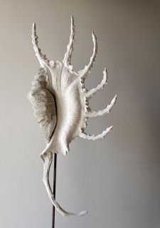 sculpture coquillage béton atelier jno
