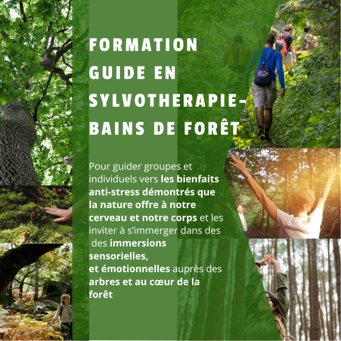 Formation Guide en Sylvothérapie -Bains de forêt