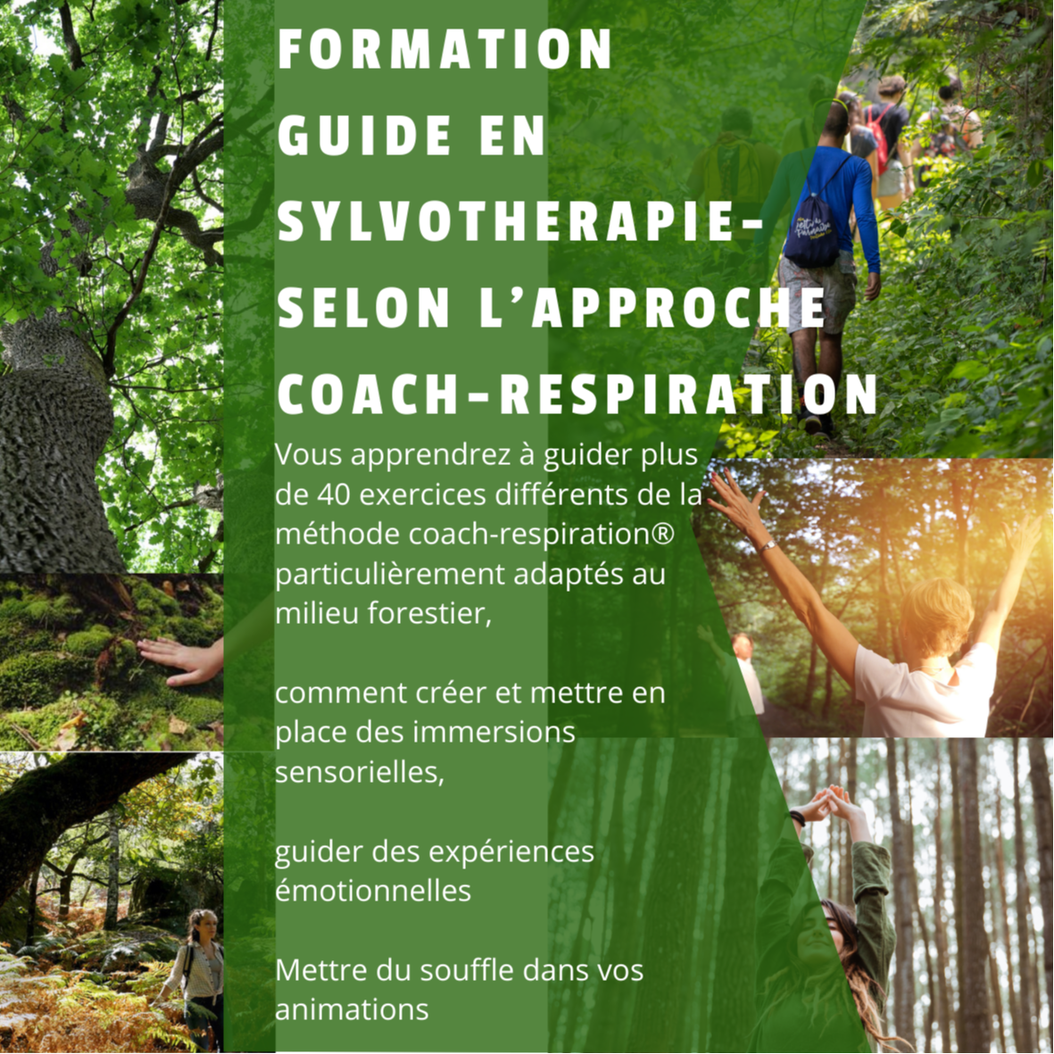 Formation Guide en Sylvothérapie selon l'approche coach-respiration