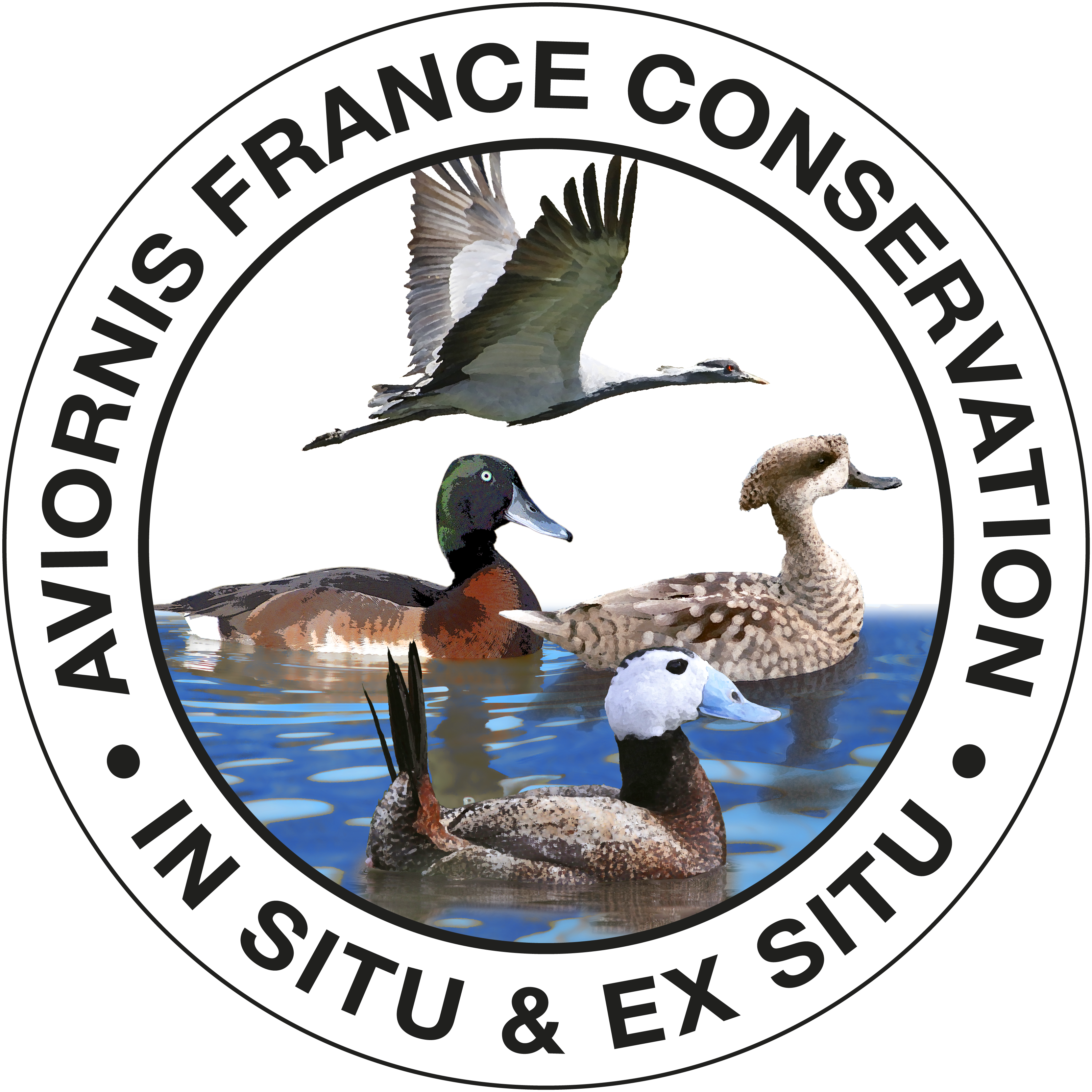 Logo AVIORNIS FRANCE INTERNATIONAL