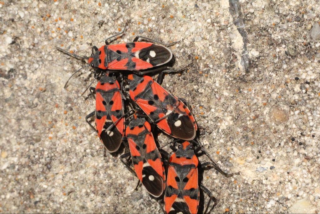 1ère réunion du Cercle Hoplia