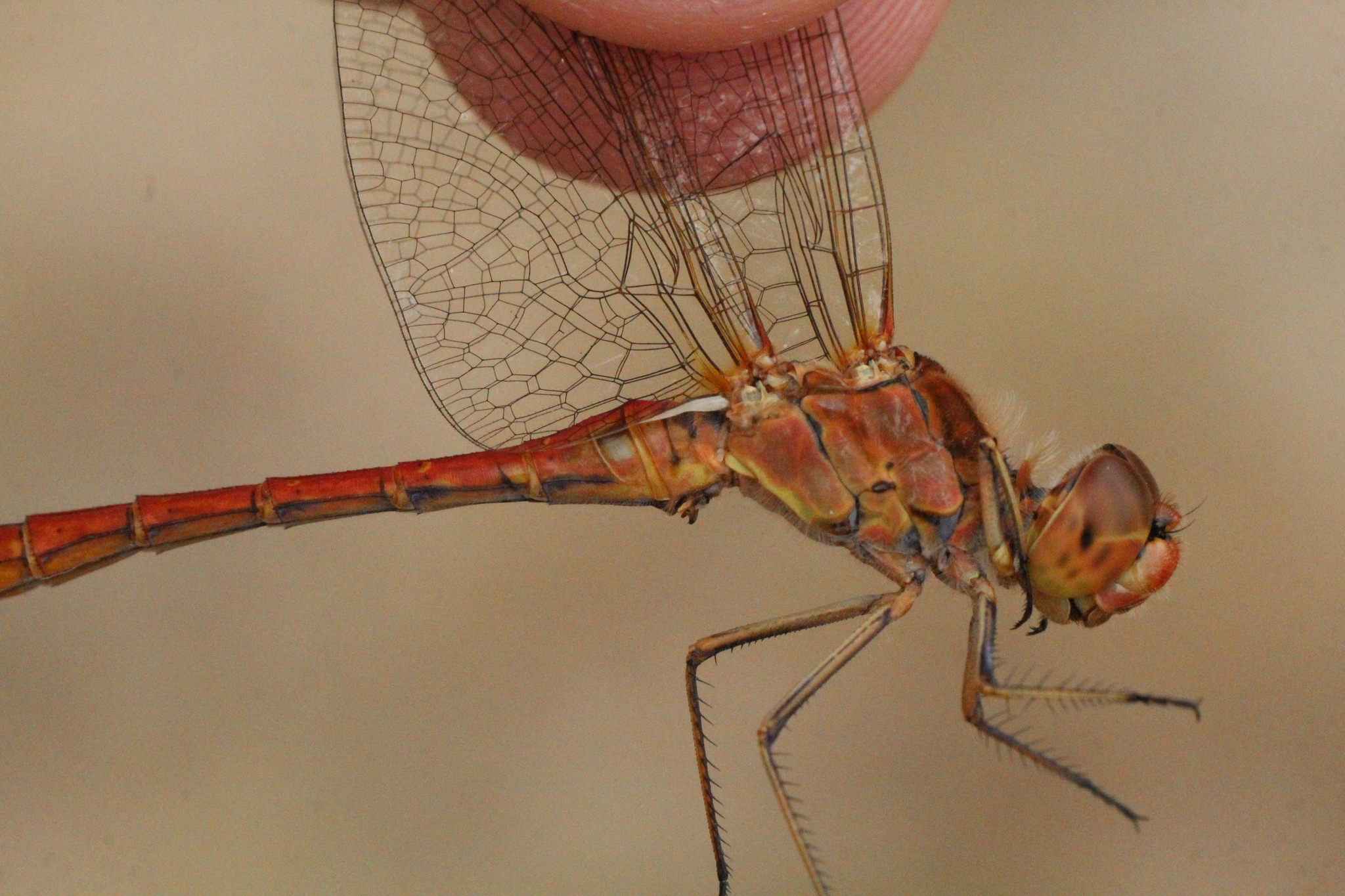 Sortie entomologique