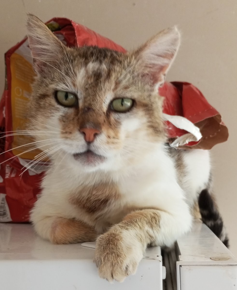 Minou