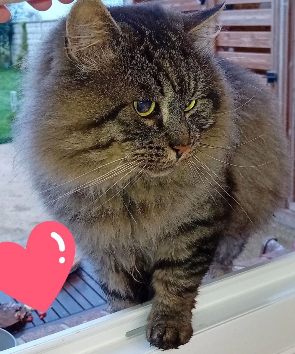 Nom_du_chat
