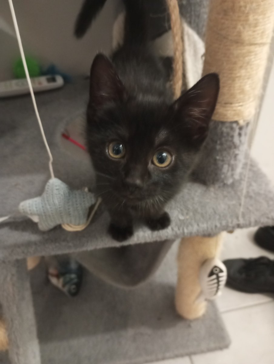 Vanille, le chaton noir et roux au doux pelage