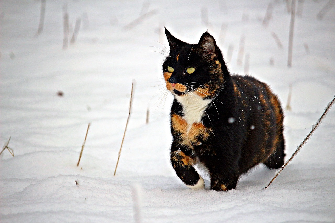 chat dans la neige