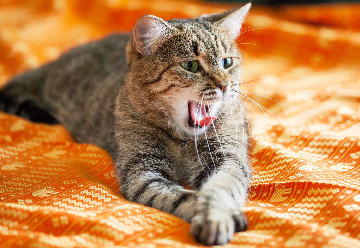 Chat qui patoune