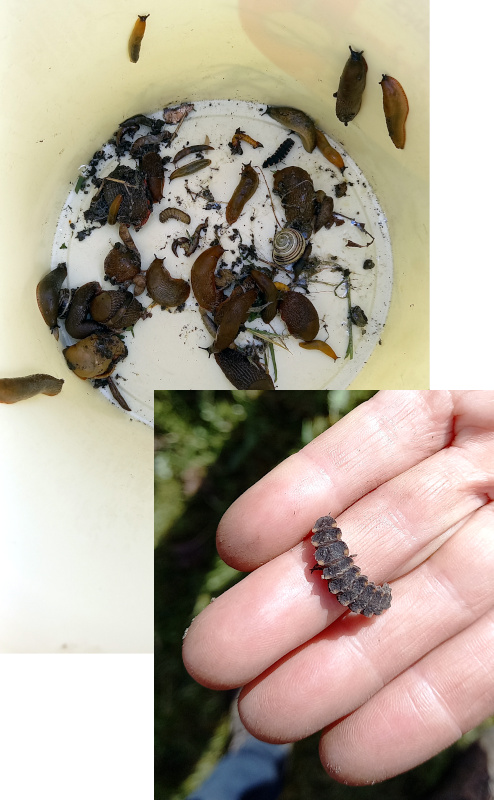 Limaces et vers