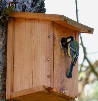 Nichoir pour mésanges