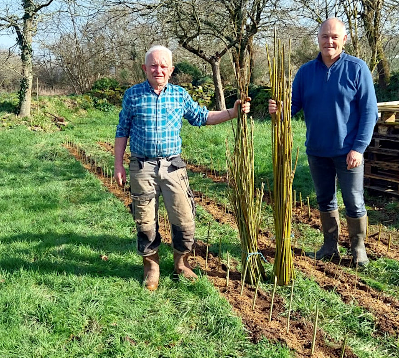 Plantation d'osier