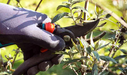 Taille fleurs fanées